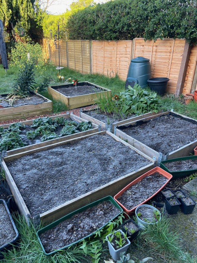 Raised beds covered in frost