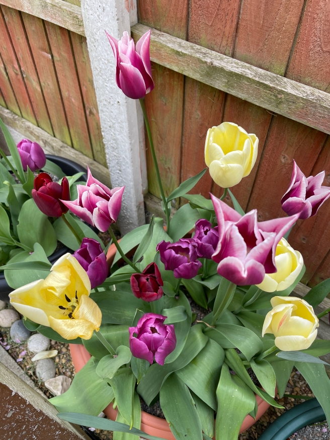 Pot of tulips - individual flowers are yellow, pink, and purple